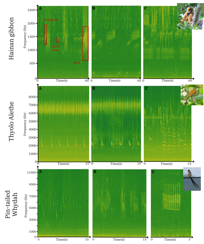 Representative spectrograms from the three study datasets