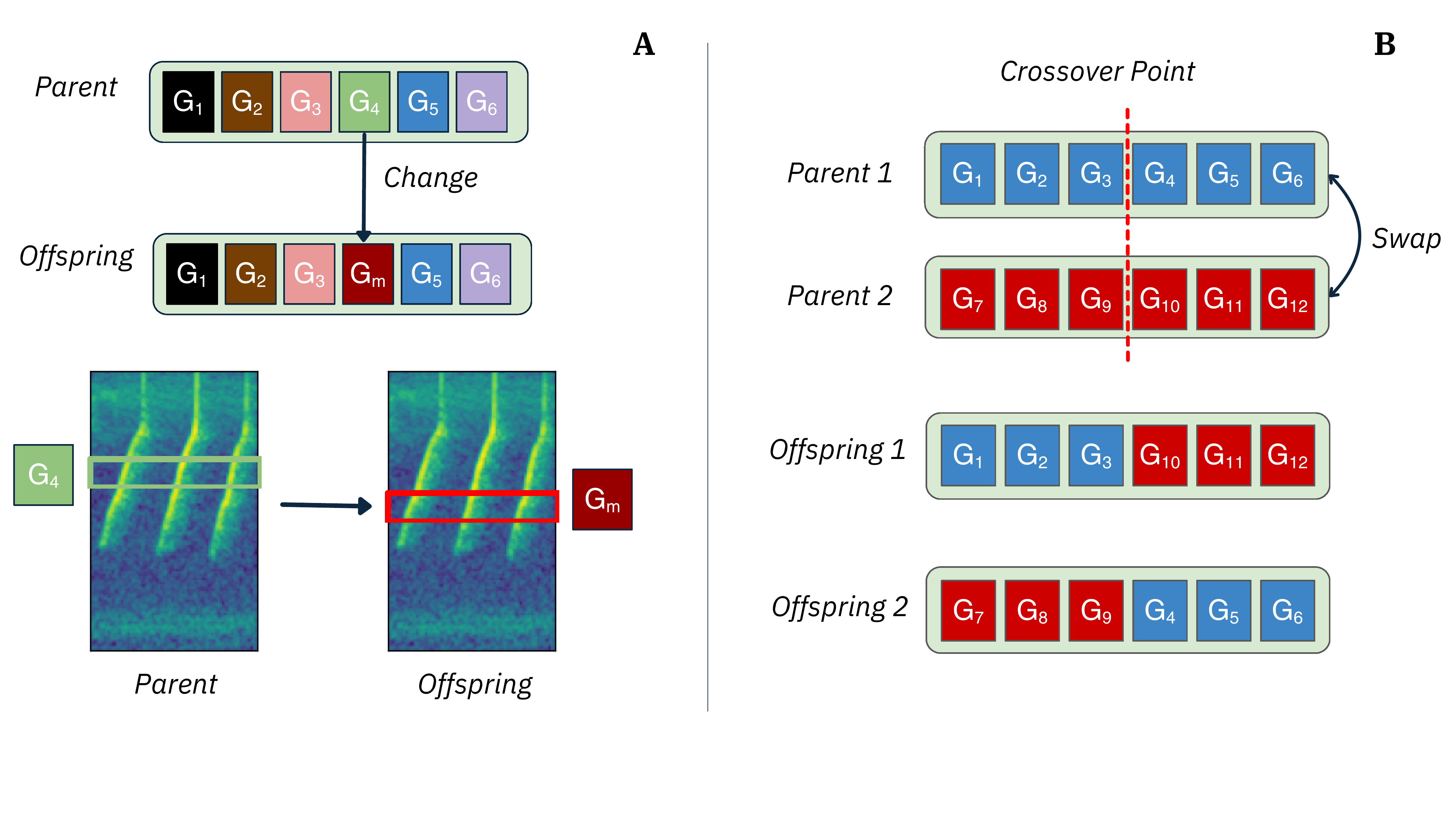 Mutation and crossover schematics